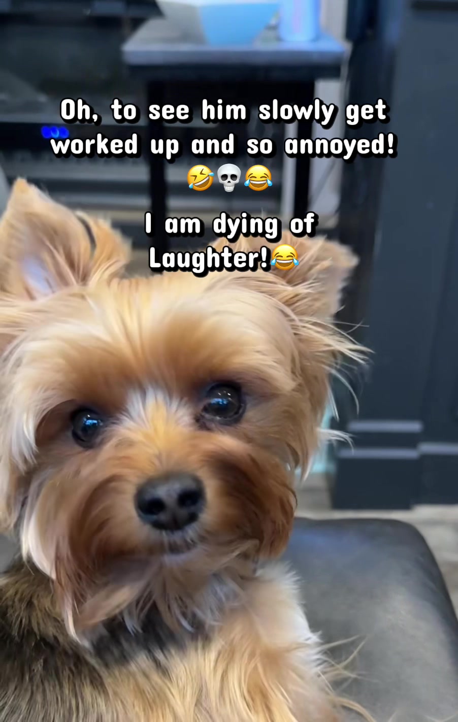 @newyorkiebymilo