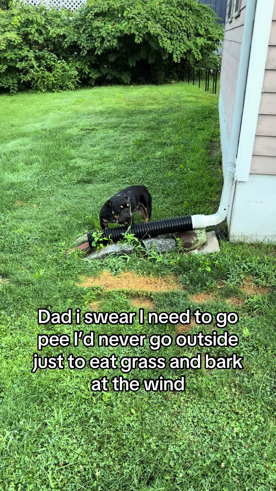 @Poptart & Patches