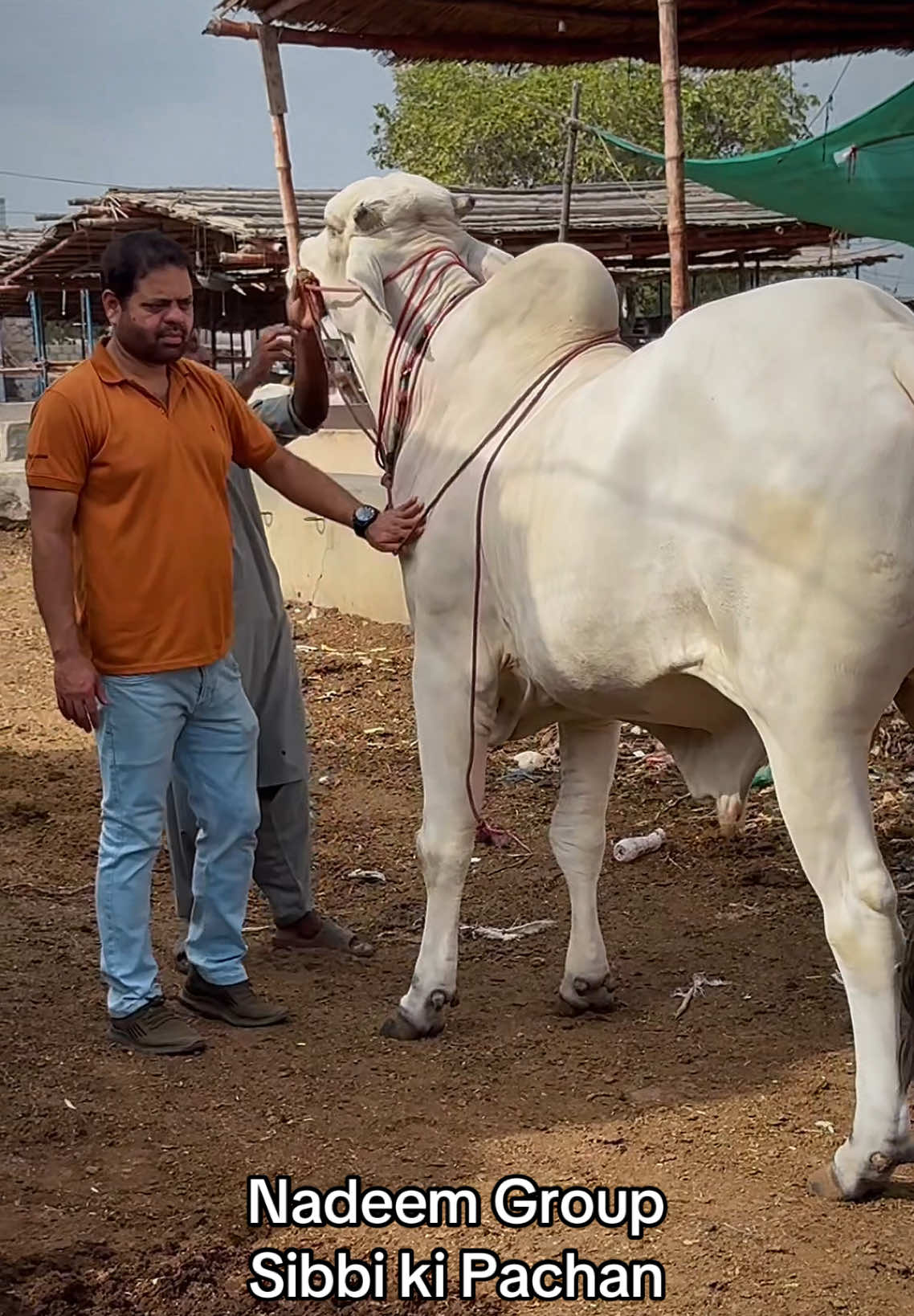@Karachi Bull lovers