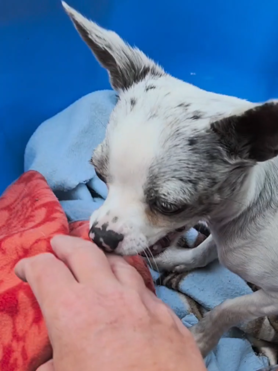 @Jerry_Coby_Chihuahua