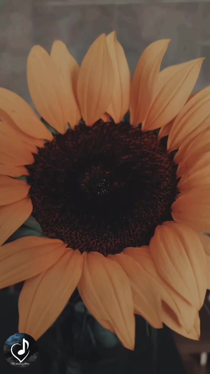 @✨❤️🔥ꪑⅈ ꪑúડⅈᥴꪖ ꪗ ꪶꫀ𝕥𝕣ꪖડ🌕✨