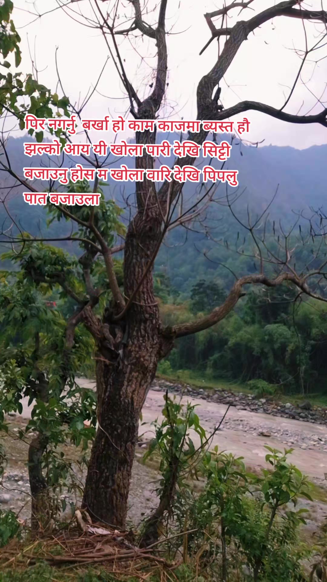 @Dayalu Champa