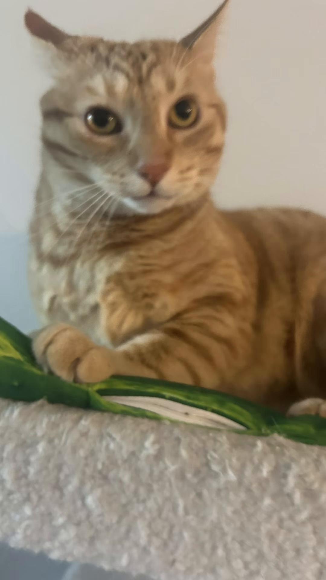 @bink the big orange cat