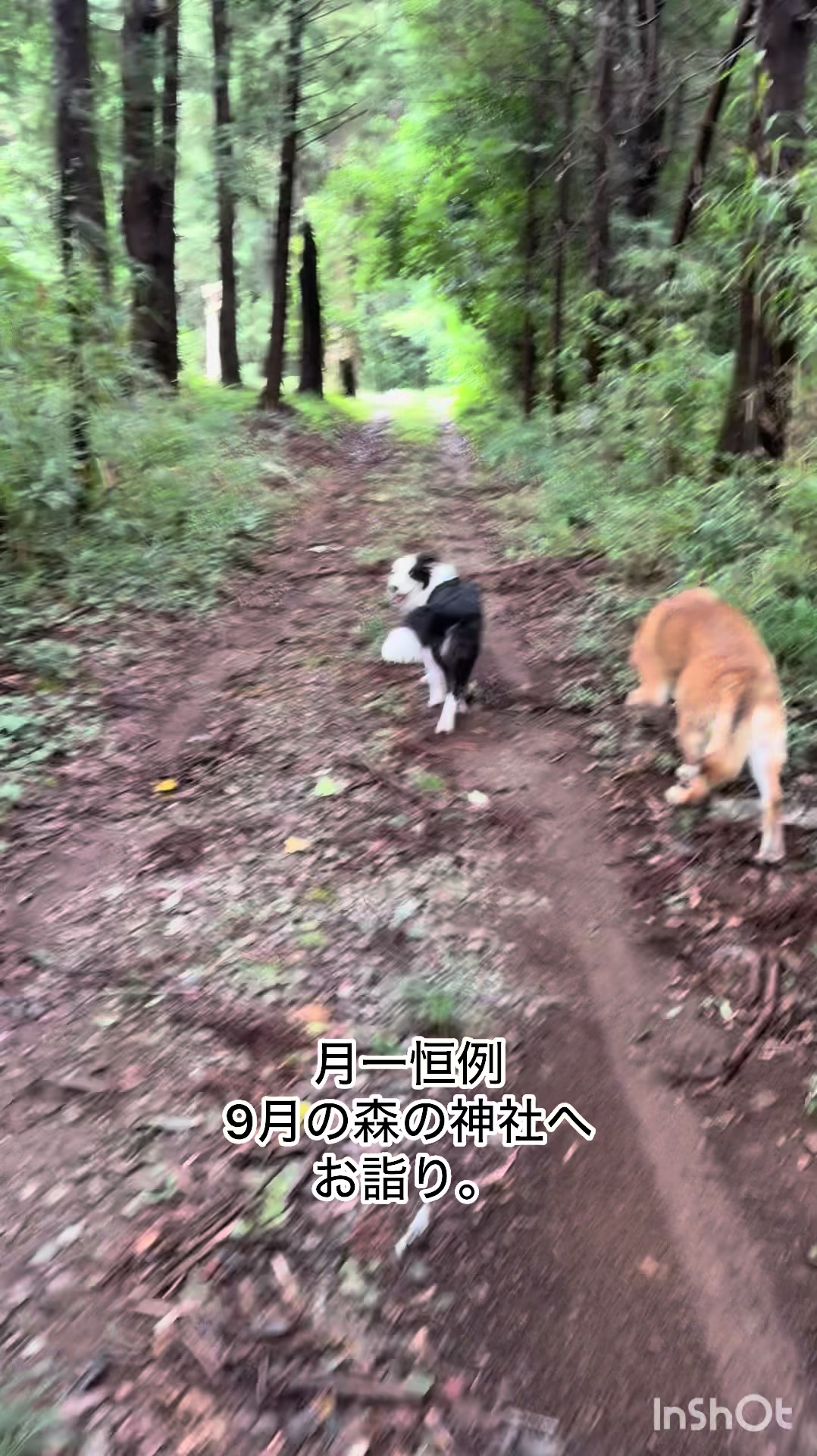 @シェパードmixサンちゃんとボーダーコリーのヘルツォーク