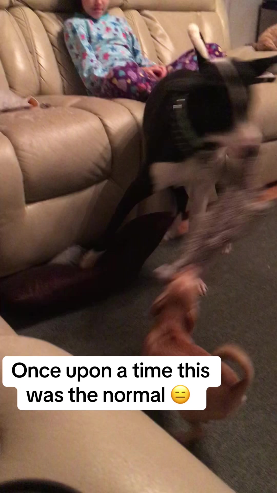@Dog saver 8