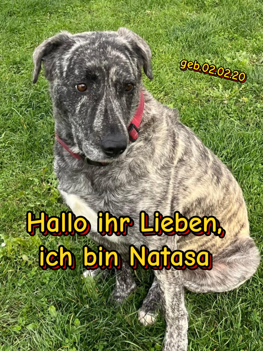 @Hundehilfe Bakony e.V.
