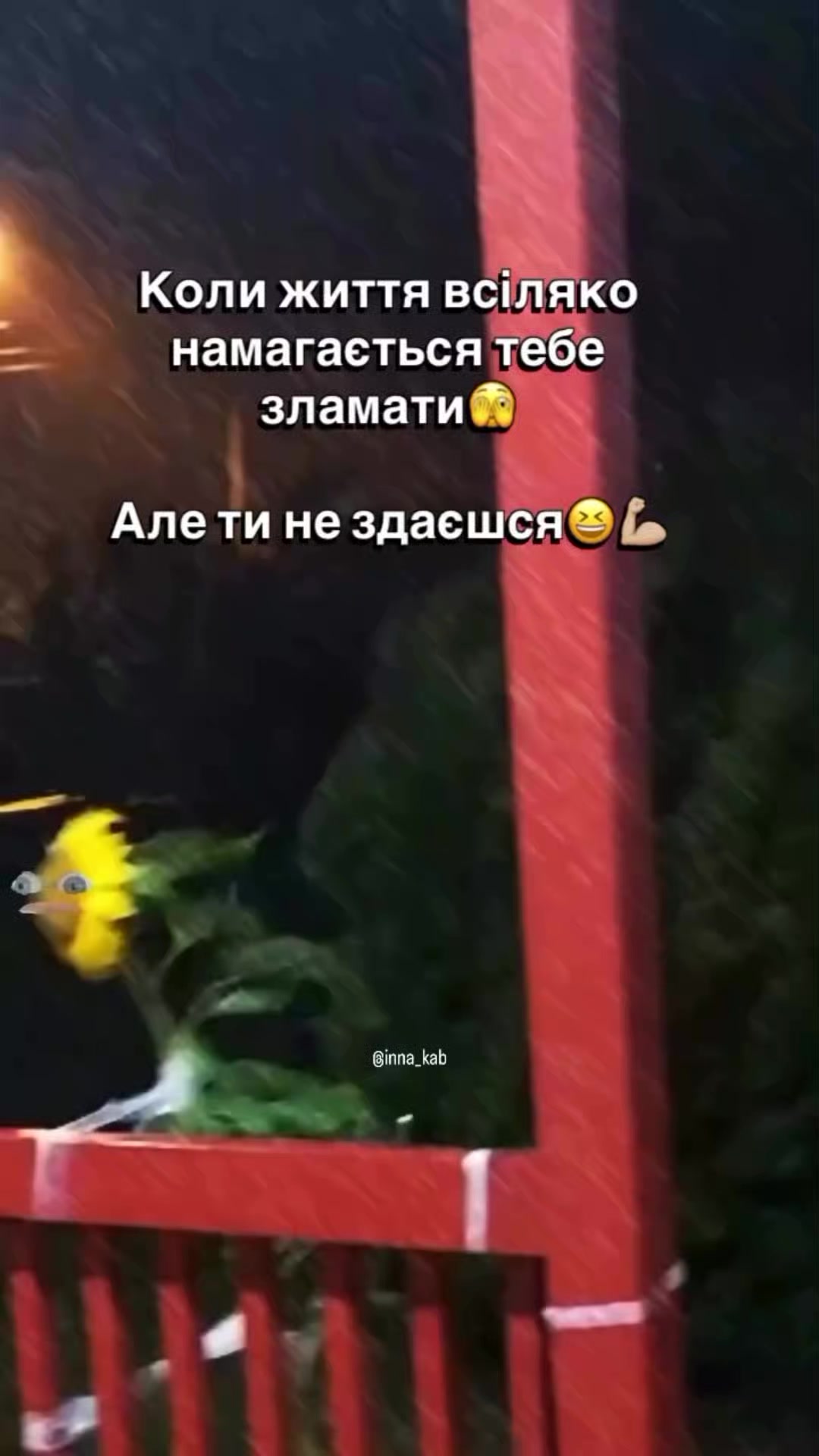 @Ольга Ильчак