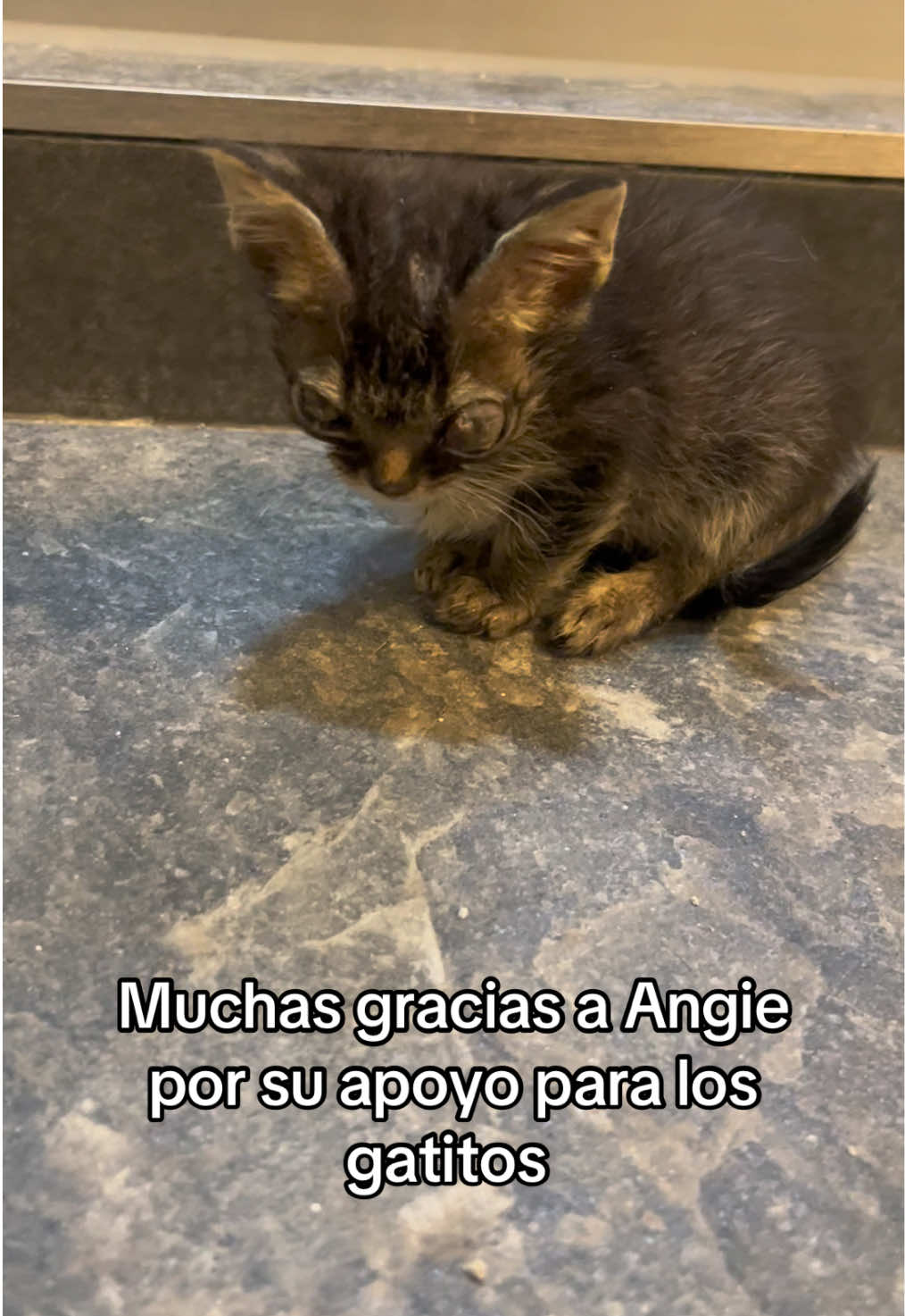 @Cosas de mis gatos 🐱