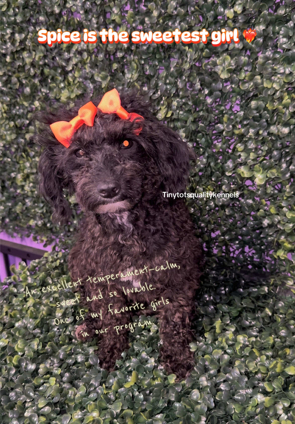 @Dog Lady