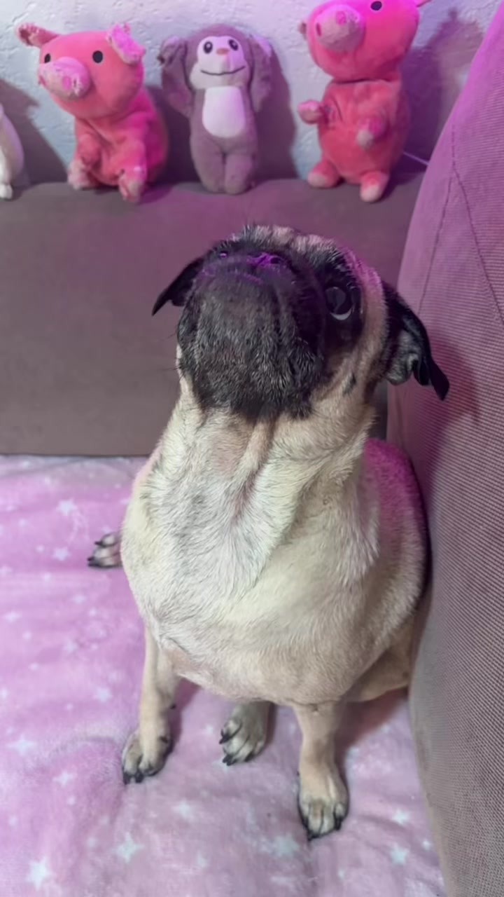 @Emma la Pug