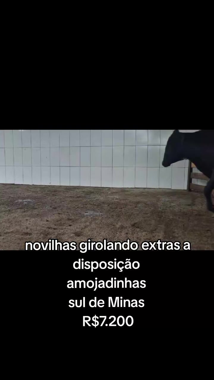 @marketing_do_gado