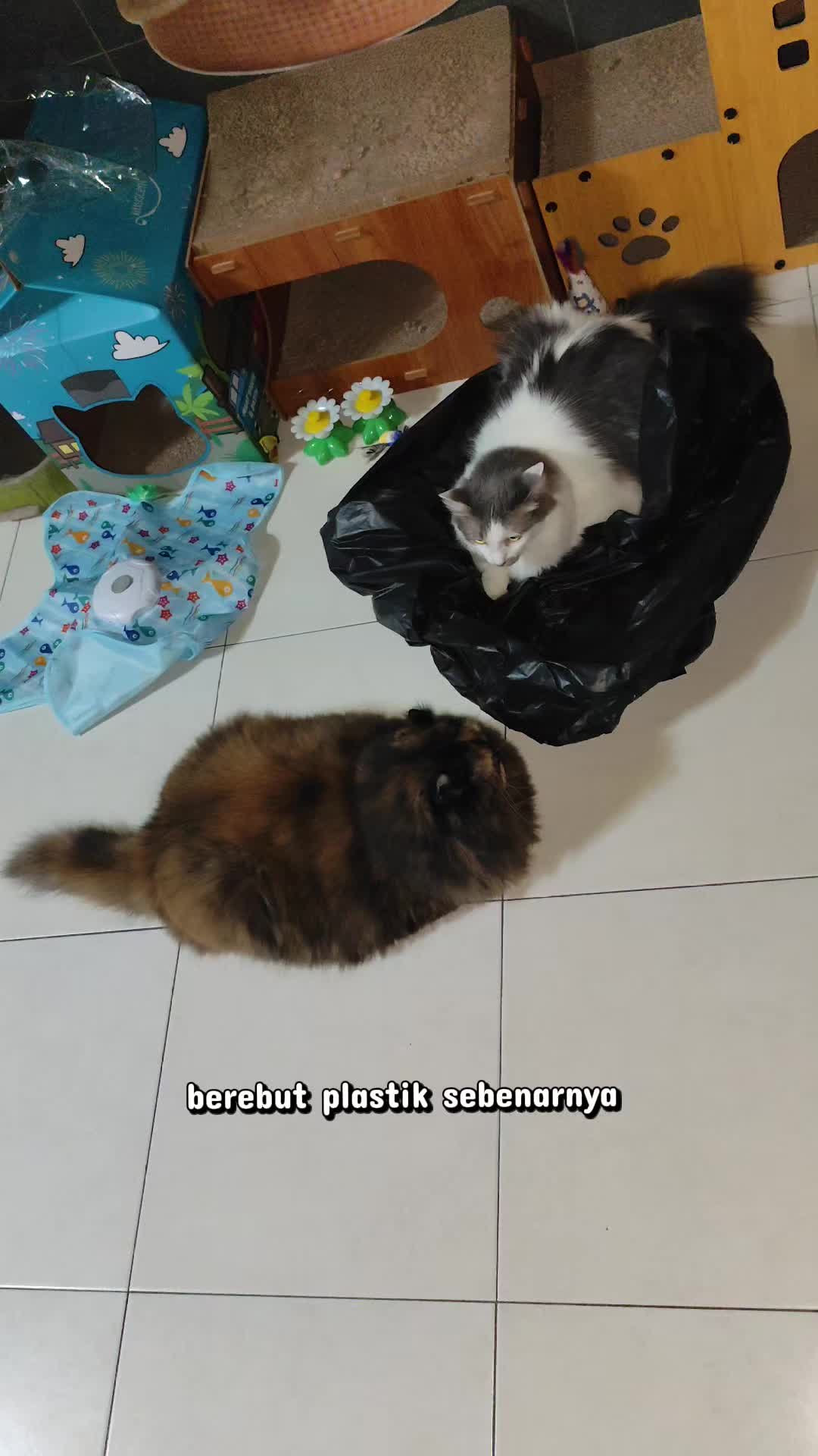 @Omma Kucing 🇲🇾🍉