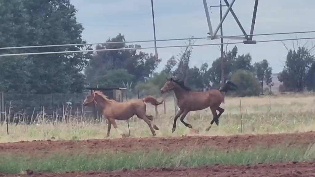 @uitzicht_arabian_stud