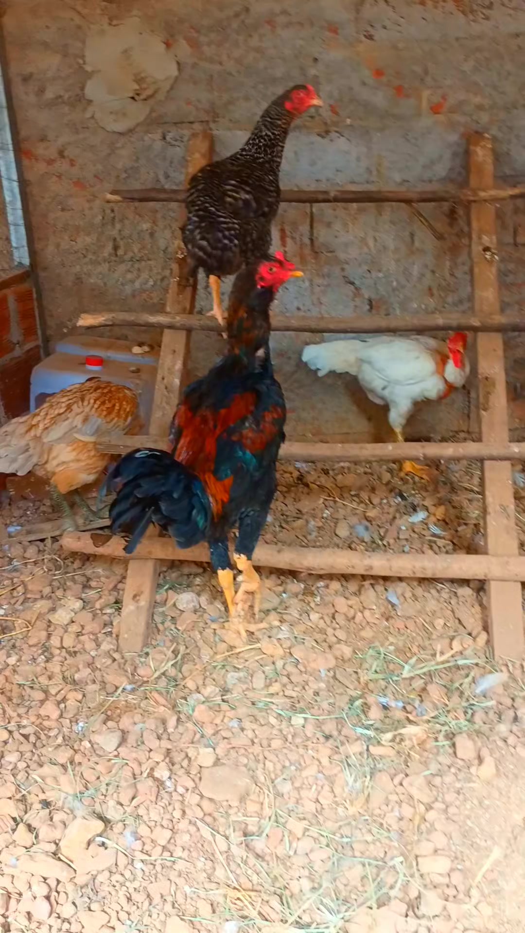 @🐔CRIAT&Oacute;RIO MZ🐓