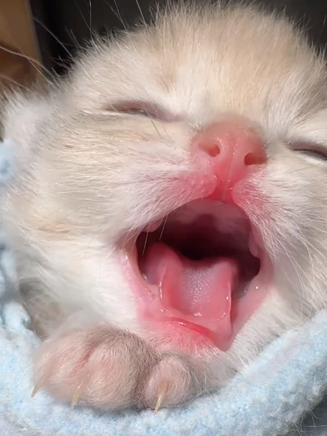 @cheerypaws