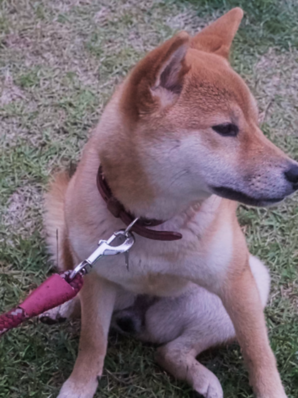 @柴犬座〜The Shiba Inu〜