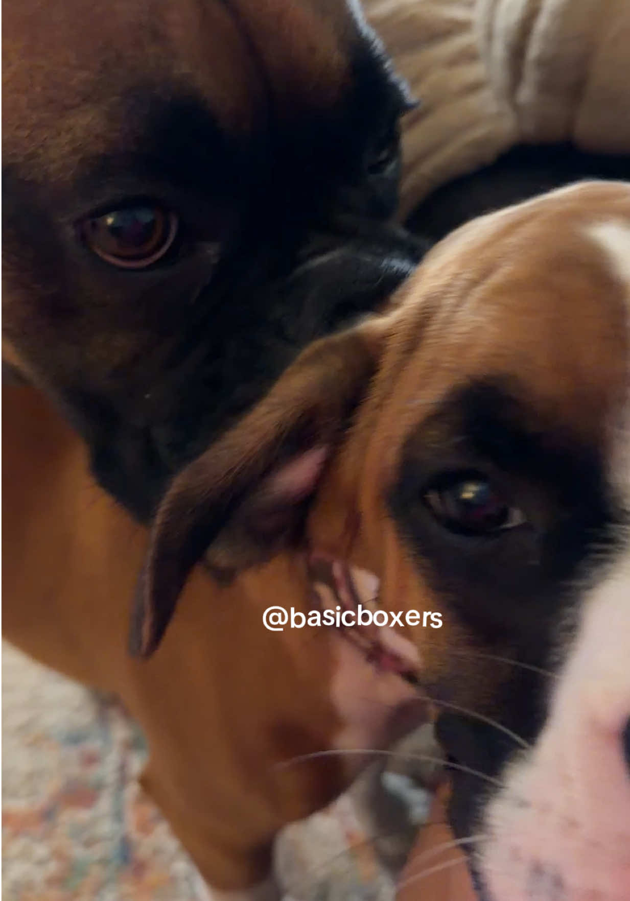 @basicboxers