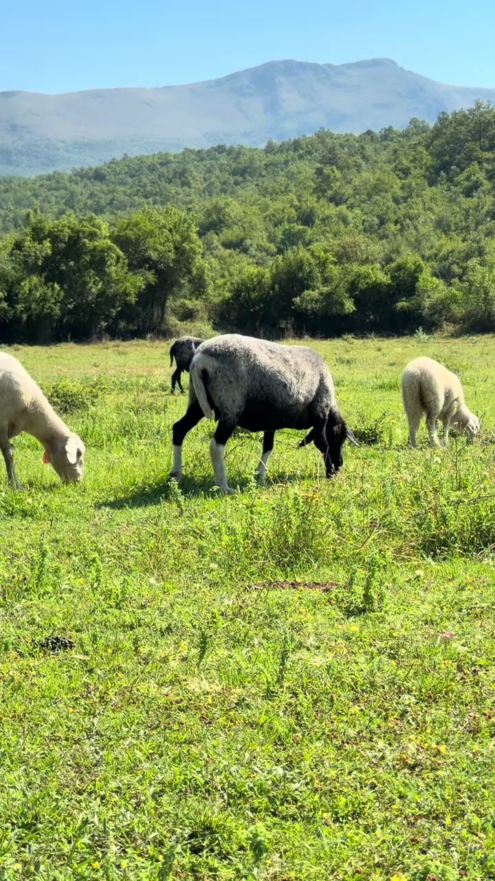 @GurishtaFarm