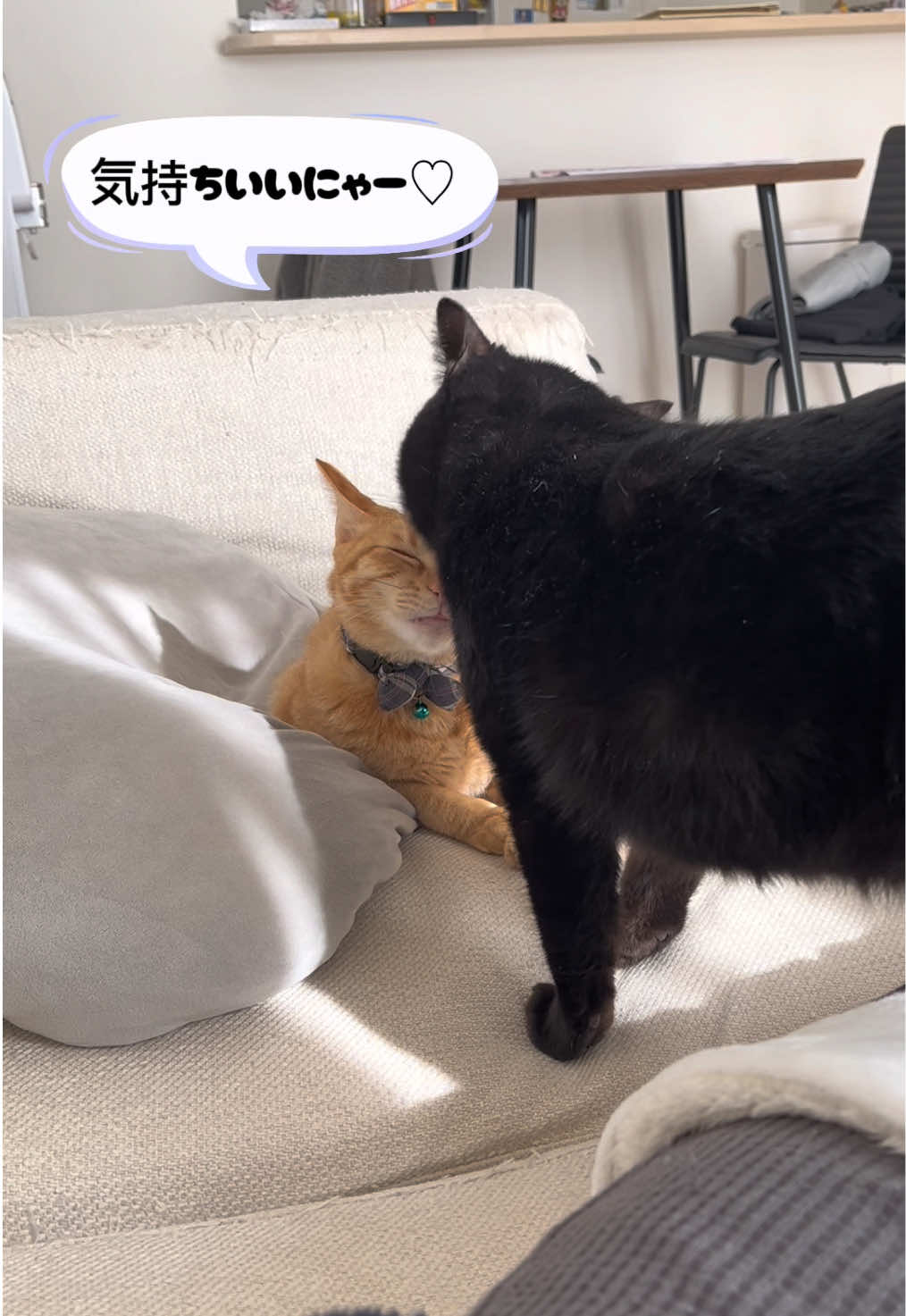 @くろねこ🐈⬛🩶🐈🤍