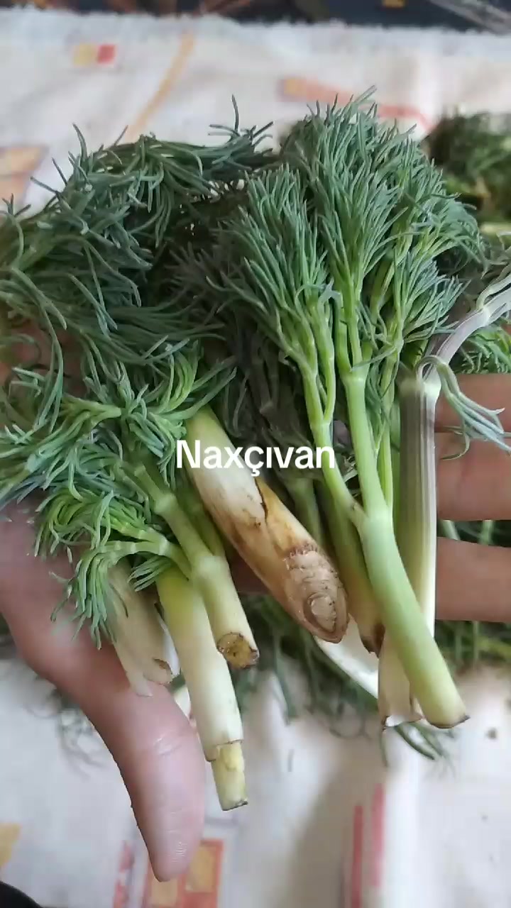 @Həsənova