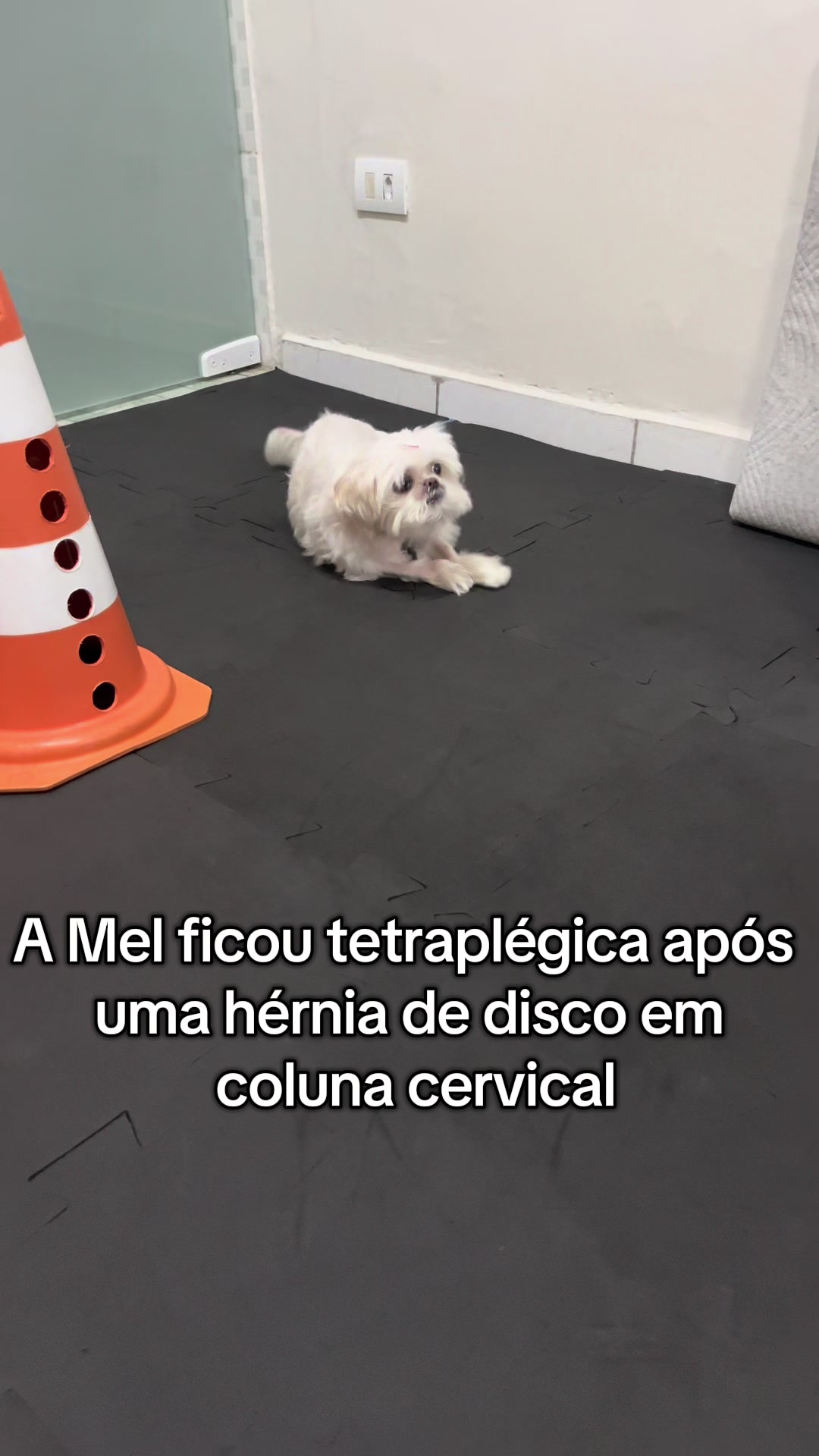 @Locomovet