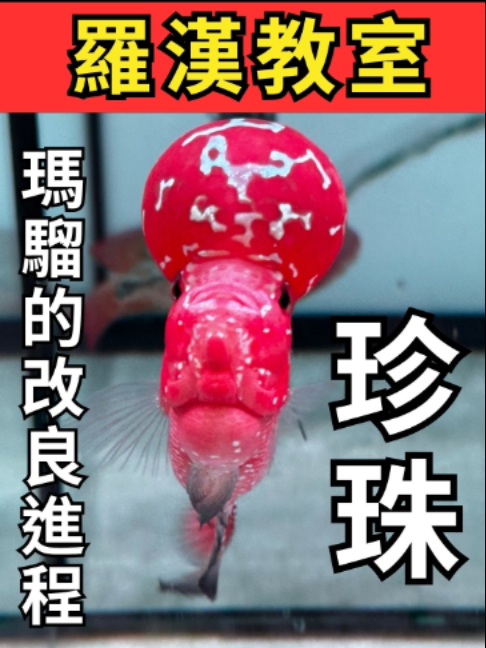 @招財魚水族精品