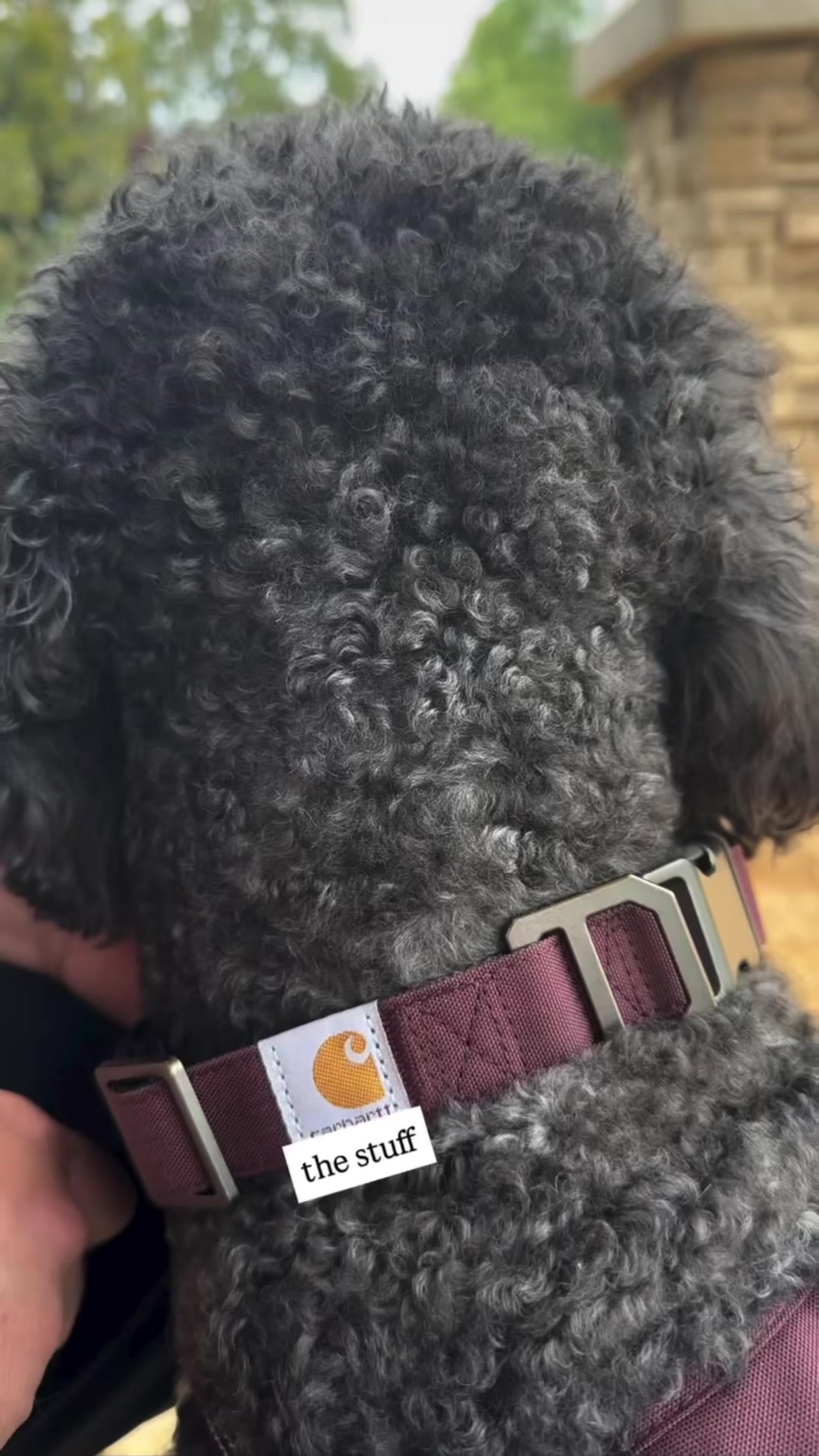 @Luna - The Goodest Labradoodle