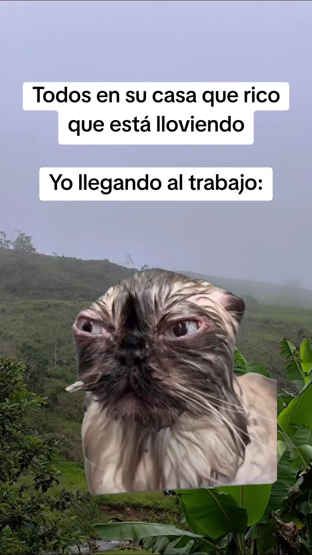 @Luis Carvajal240