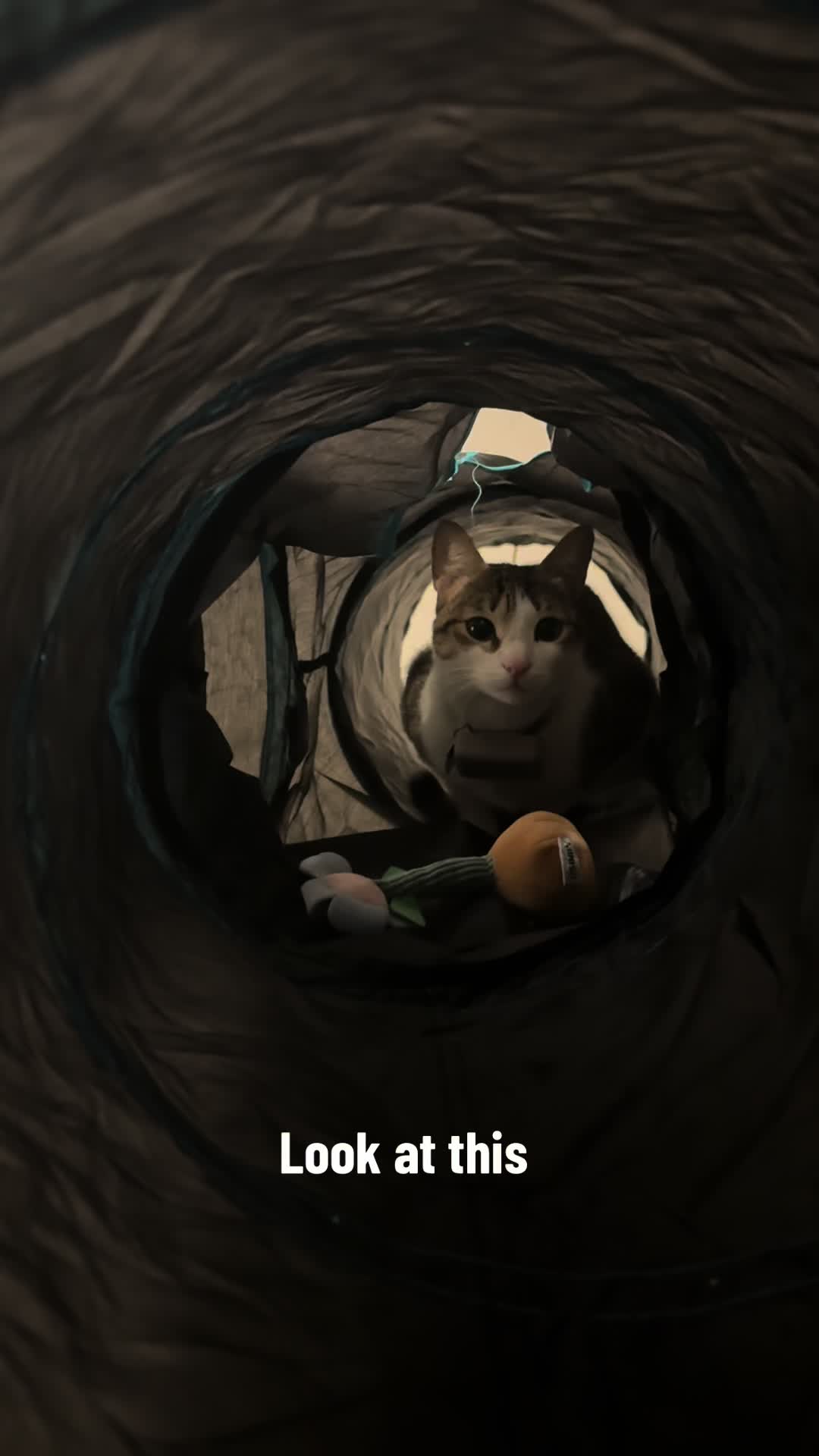 @Mahbooba The Cat