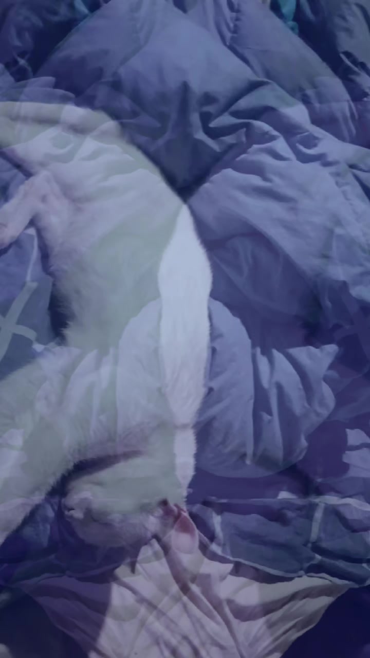 @SeLuna