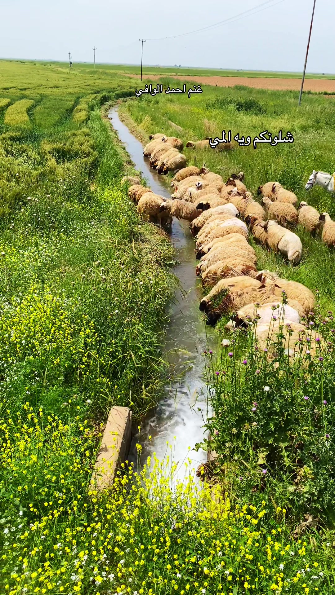 @احمد الوافي