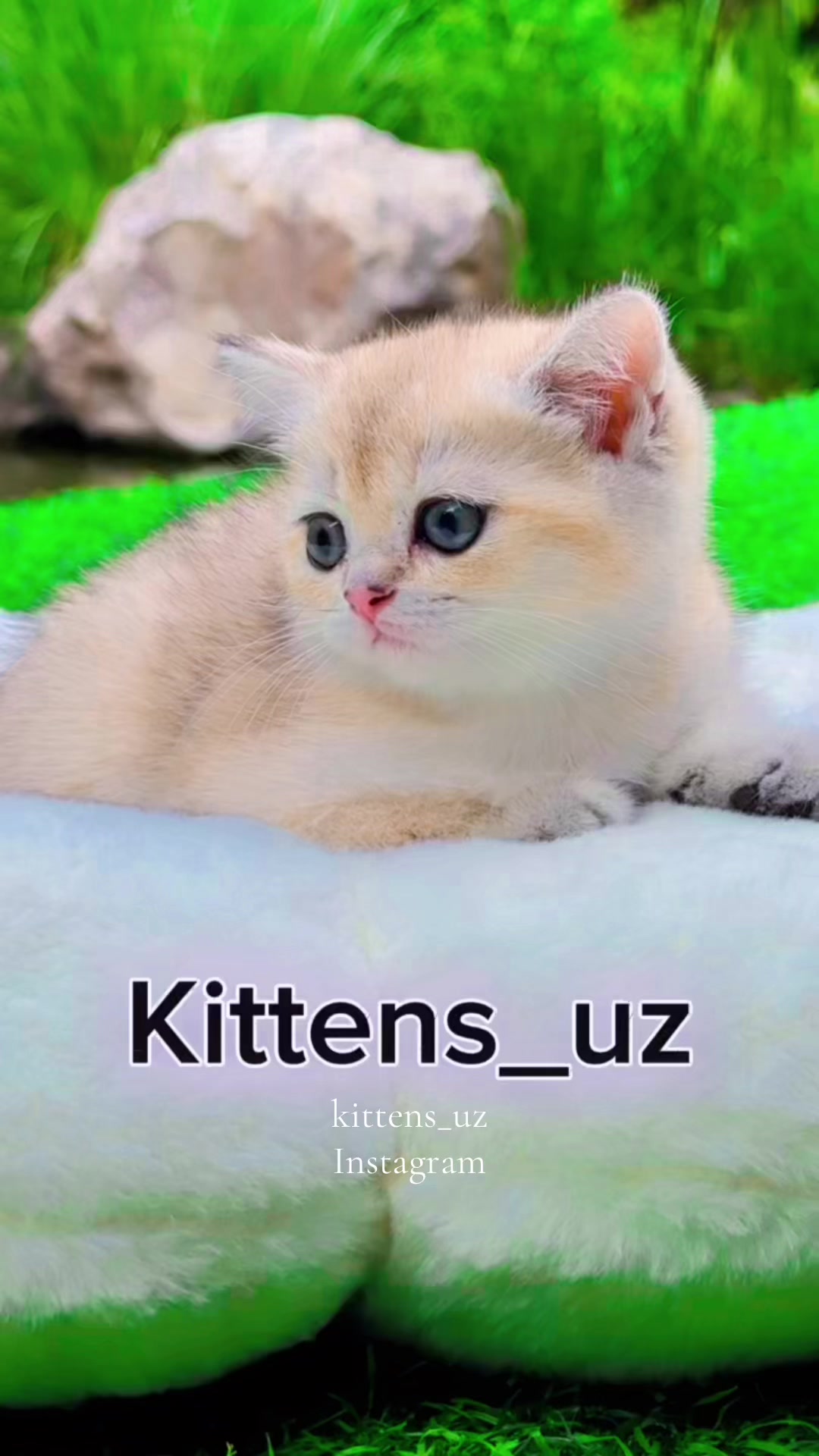 @kittens_uz