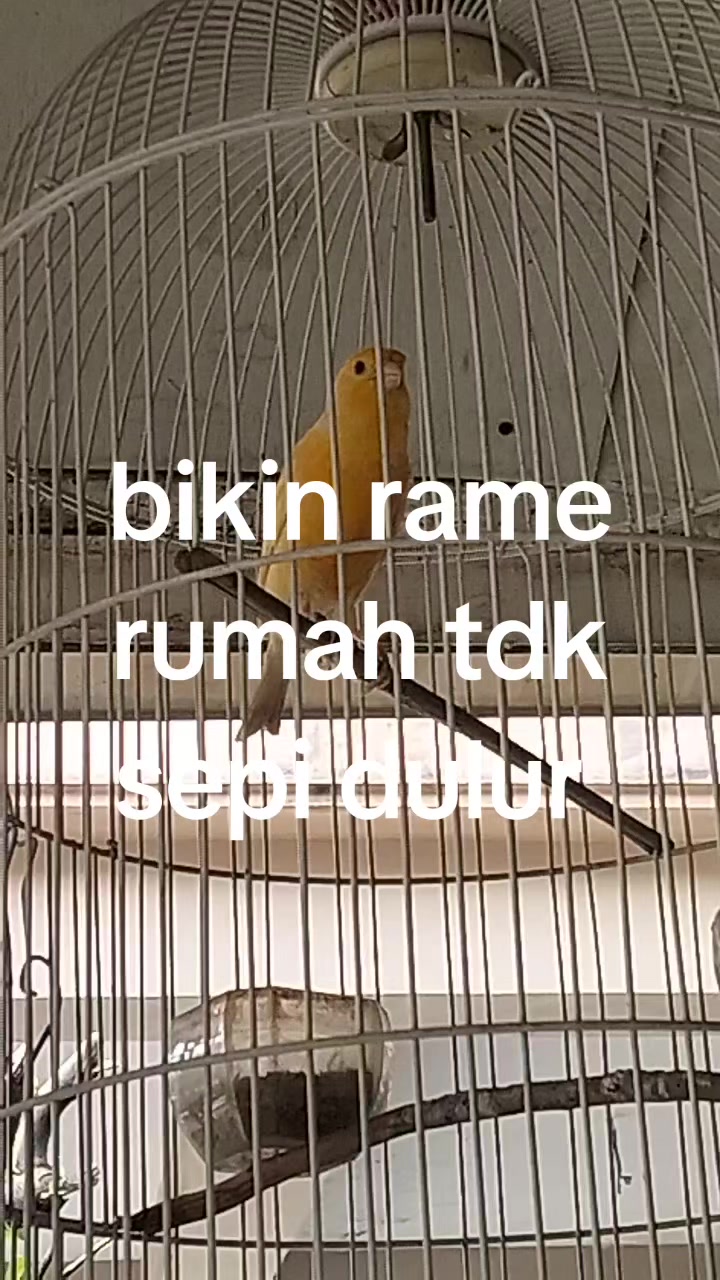 @padangzambrud