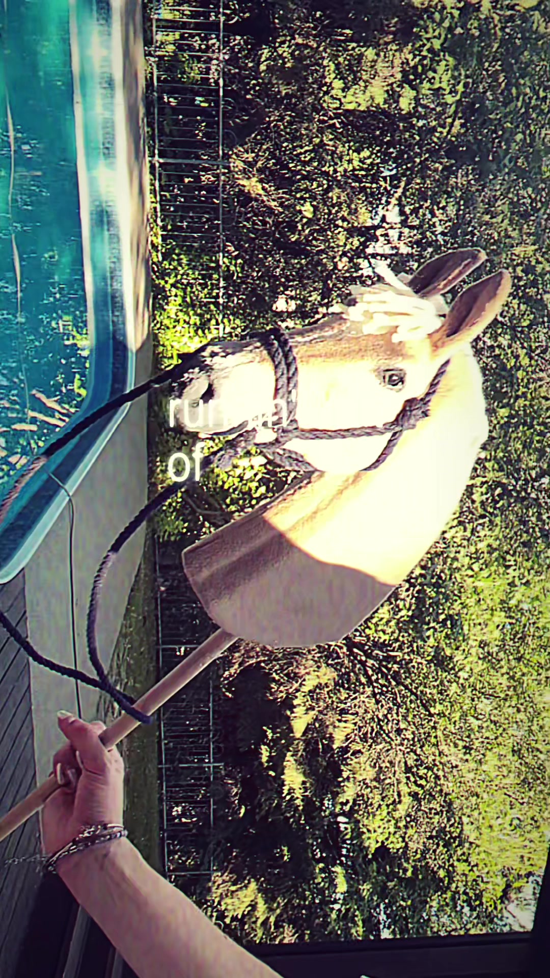 @zhobbyhorse