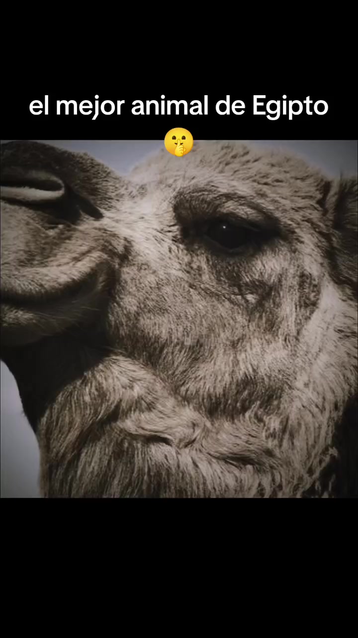 @fan&aacute;tico_de_las_hormigas🐜🐜🐜