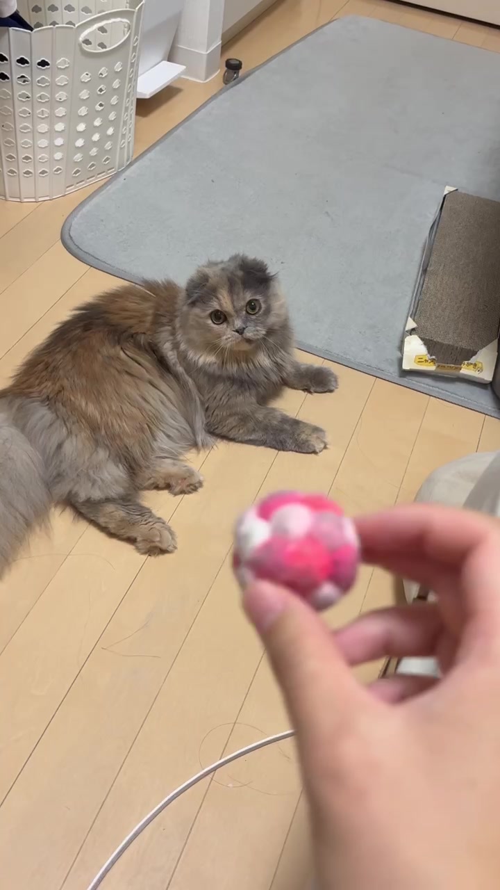 @マイクワゾウスキー