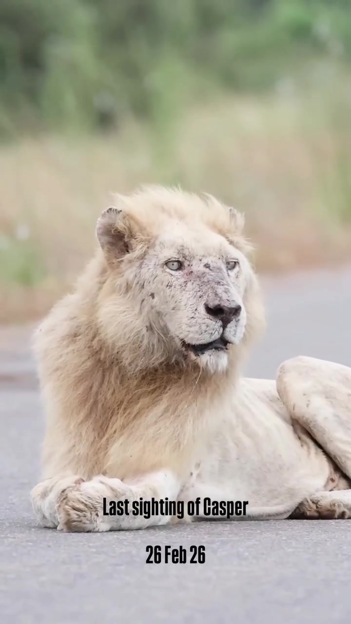 @Nai (aka Lion Expert)