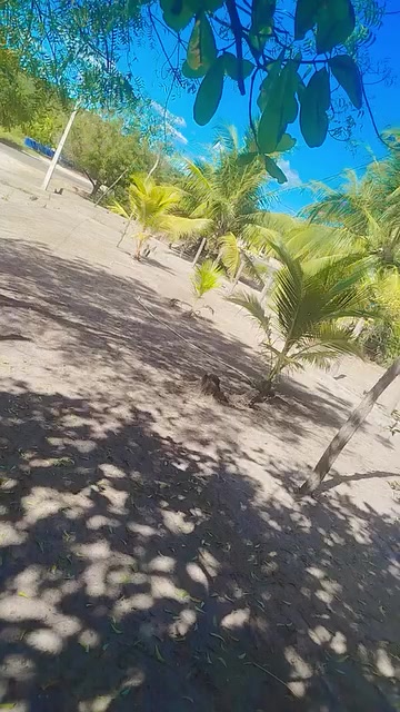 @Rosa De Sá
