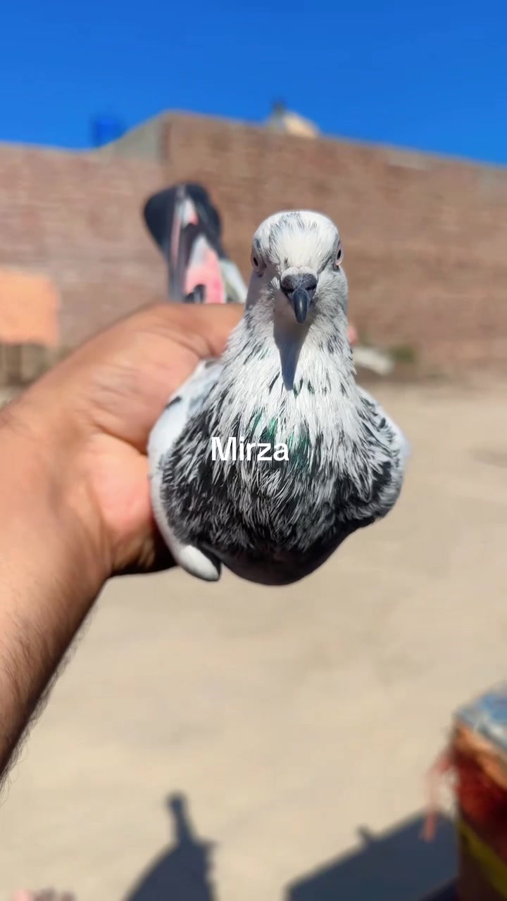 @Mirza Yar Mirza Yar