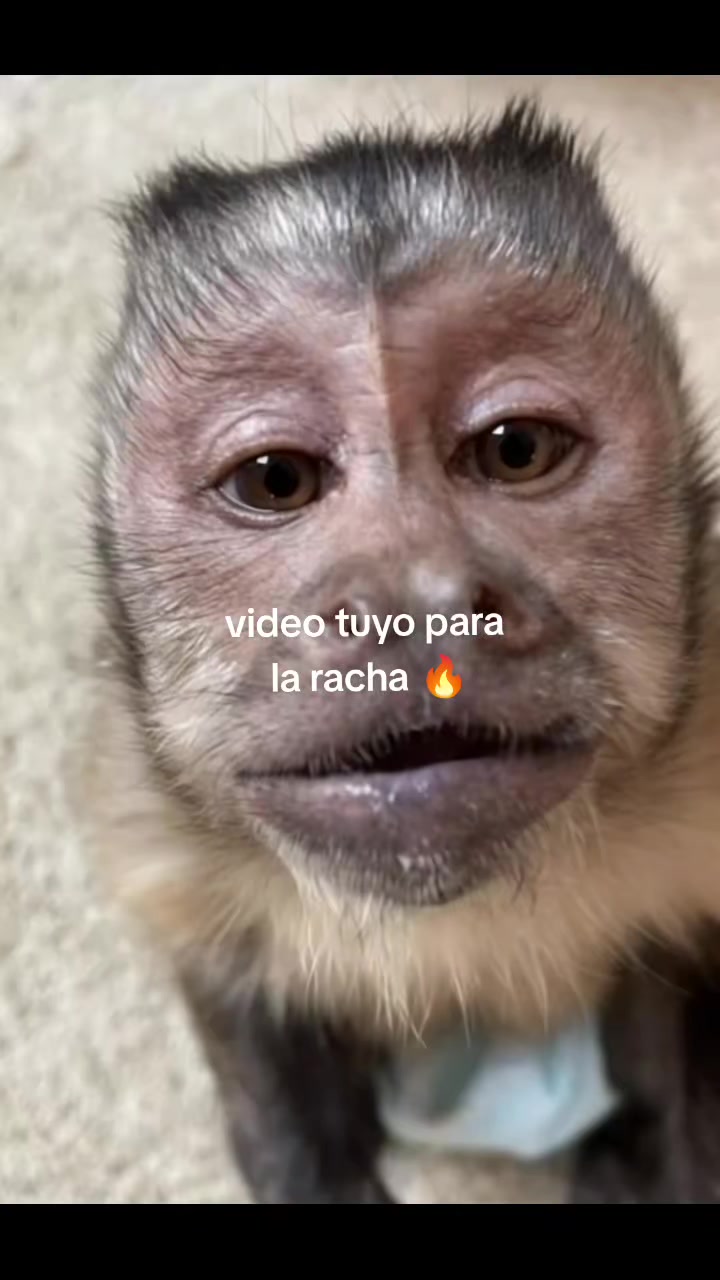 @RabPesito 🔥