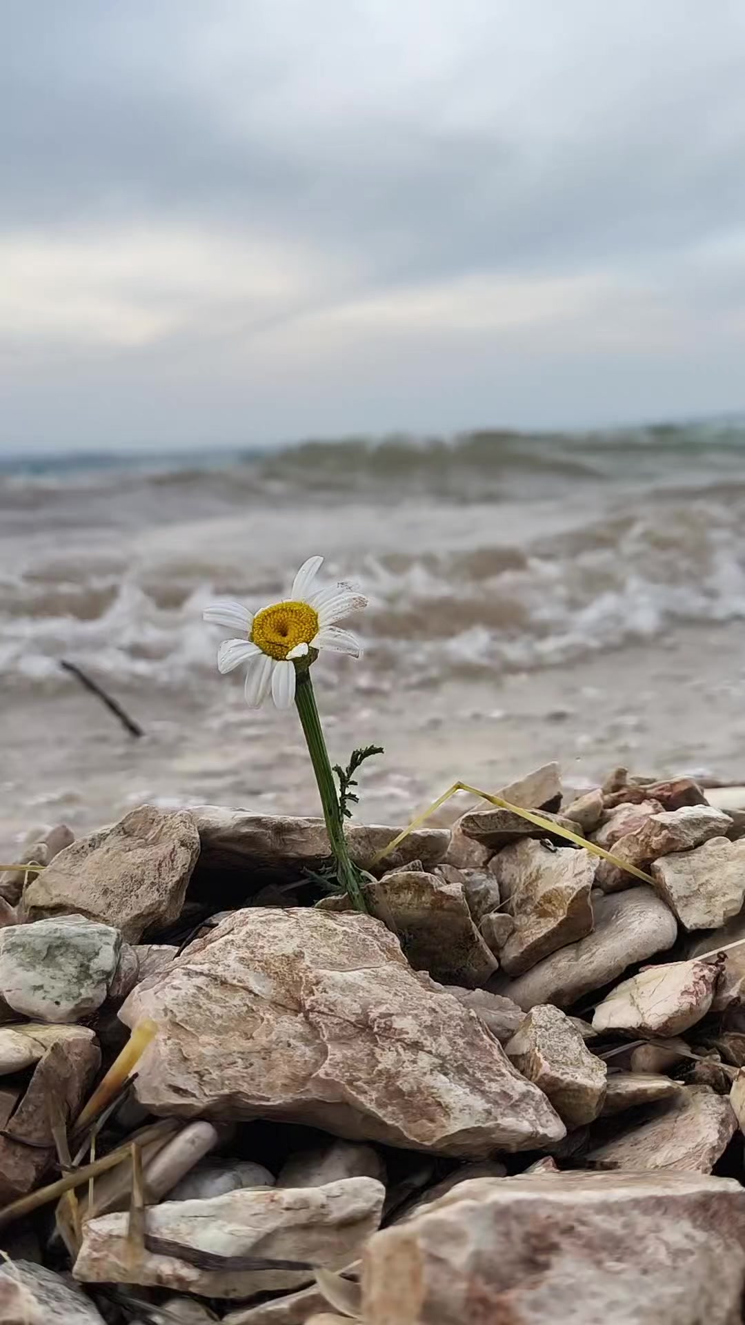 @ÇeTiN