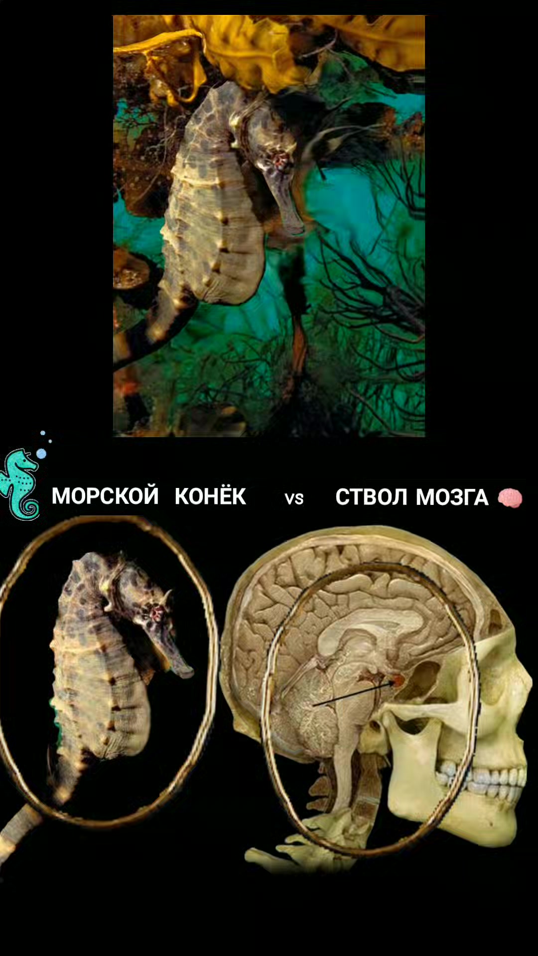@ОЛЬГА ВЕЛЖИЧ