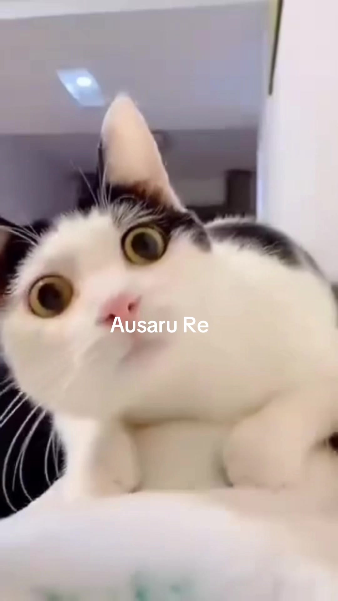 @Ausaru_re