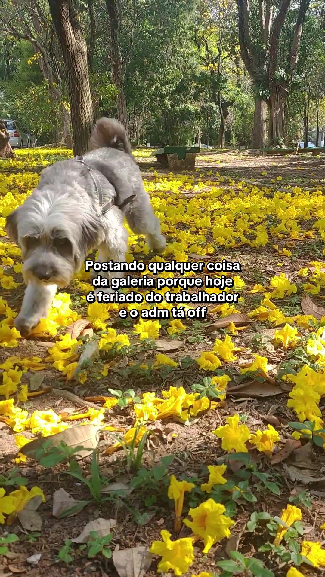 @TikTok Brasil