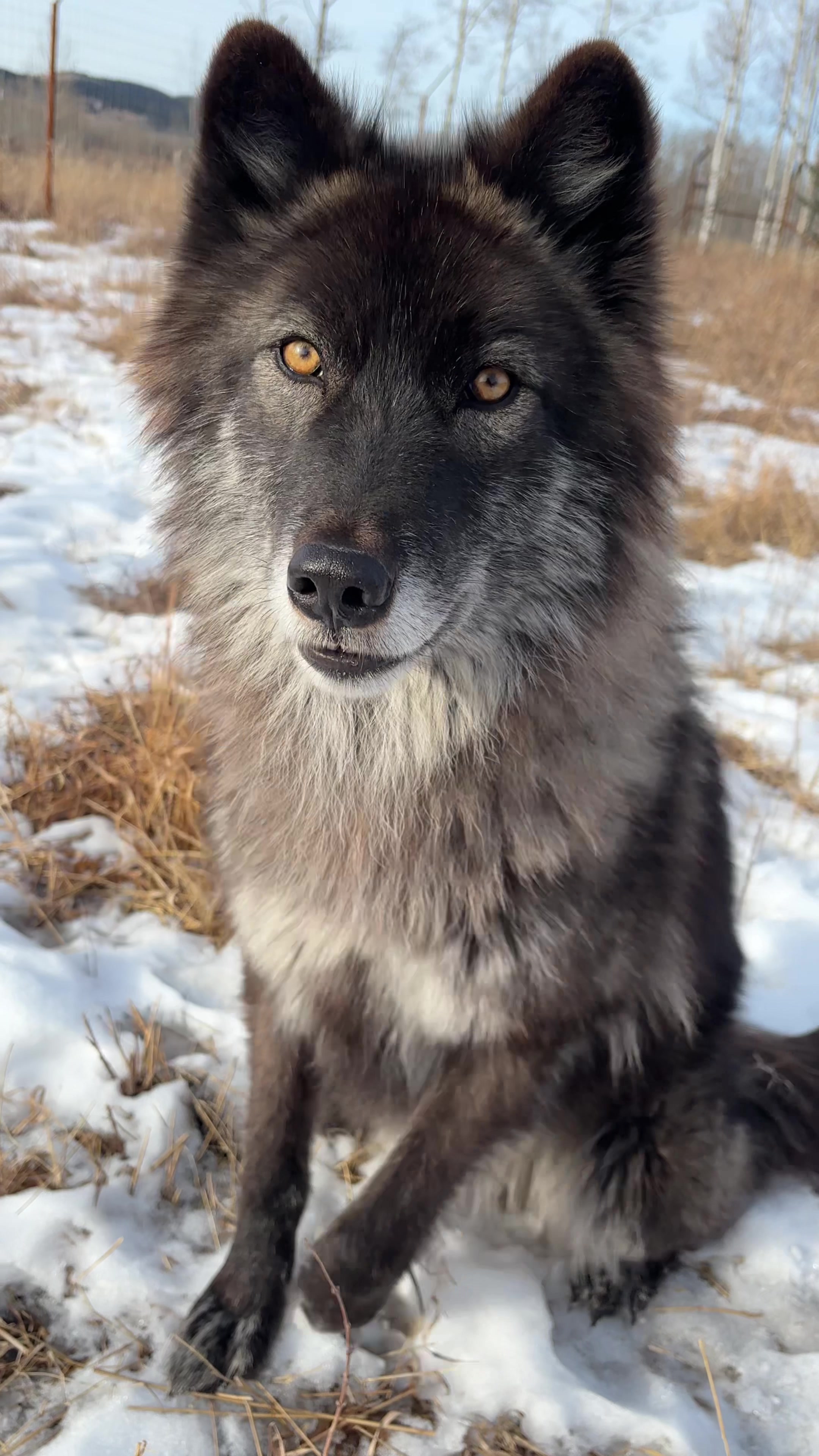 @Yamnuska Wolfdog Sanctuary