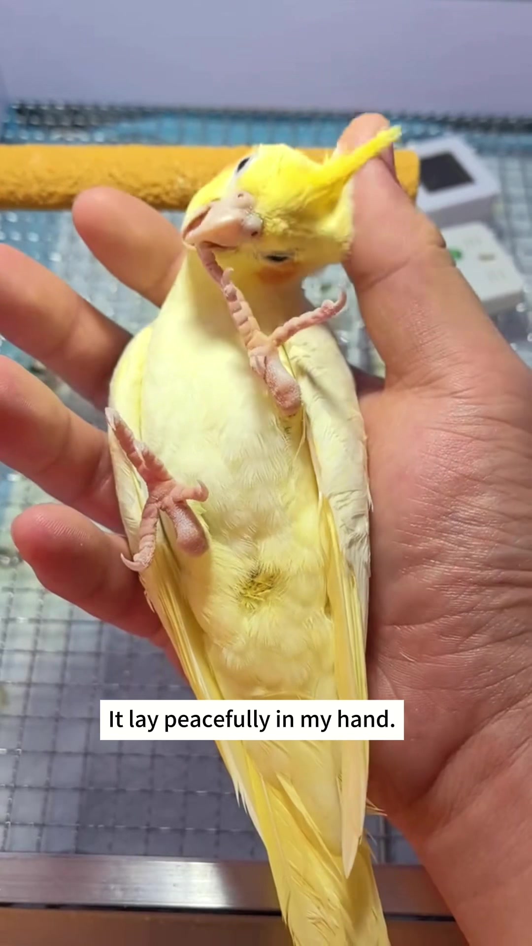 @Lub