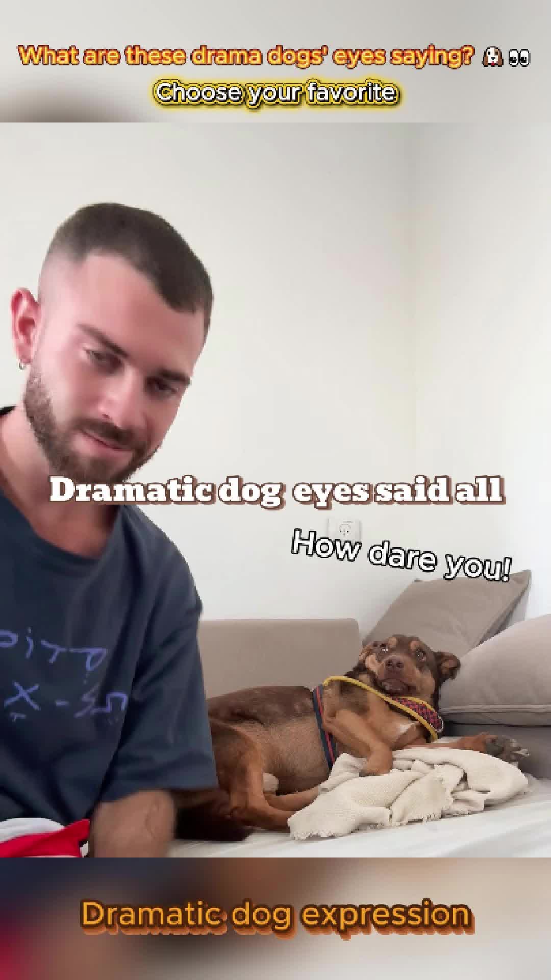 @pet.funny799
