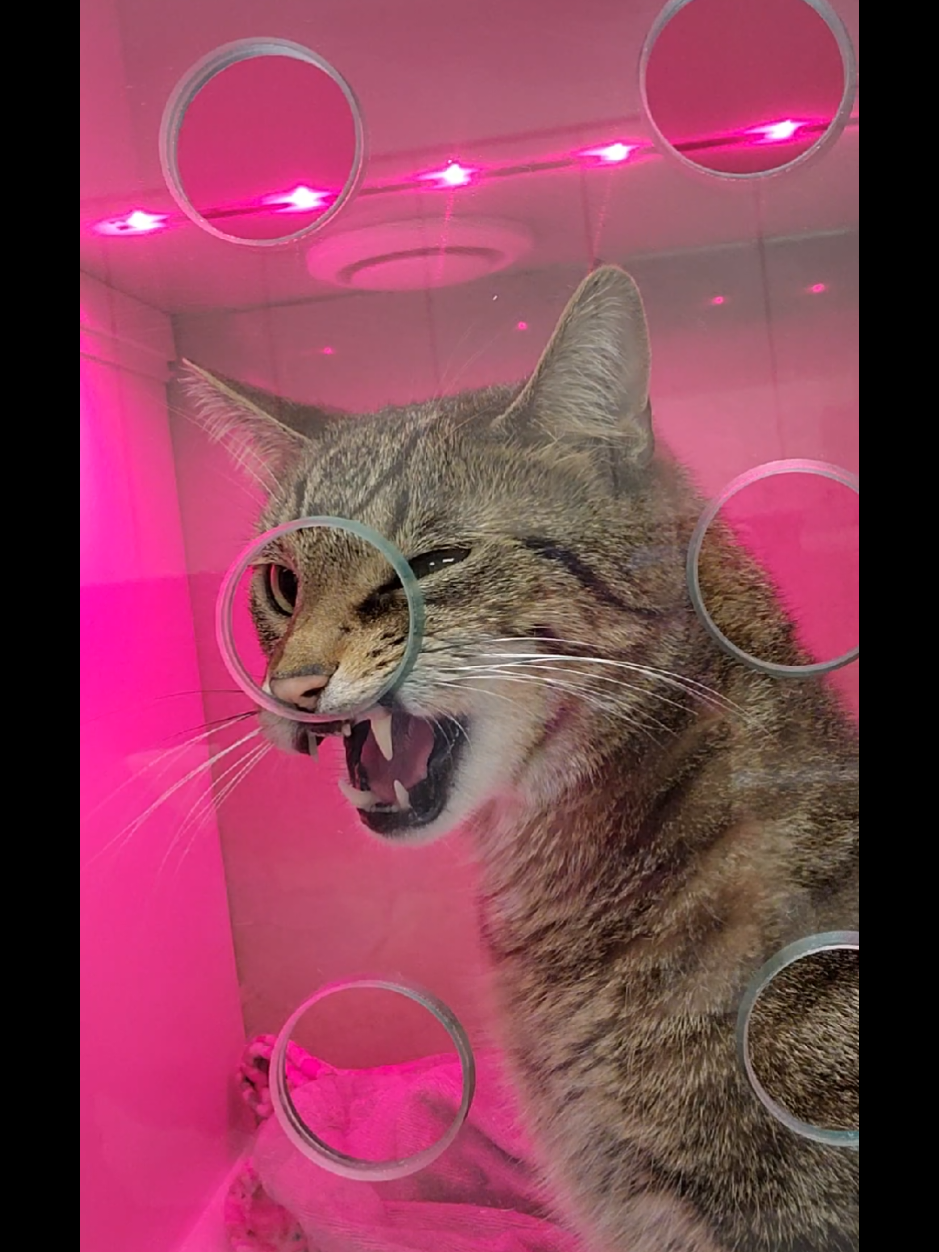@familypethealth