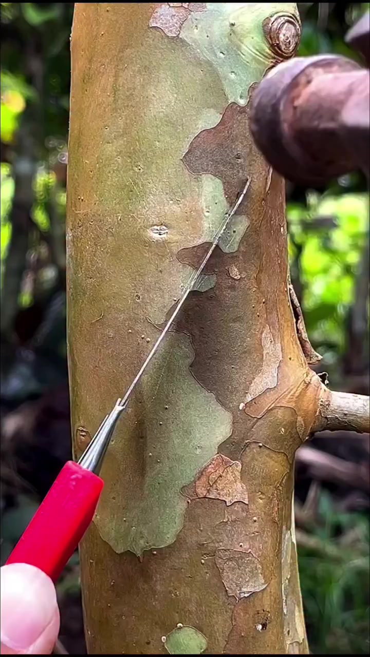 @ᴍɪɴᴅsᴇᴛ|ᵏⁱⁿᵍ