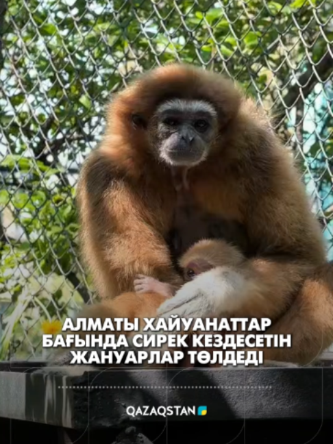 @&laquo;Qazaqstan&raquo; телеарнасы